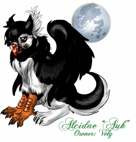 Alcidae "Auk'
